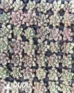 105pcs Echeveria Ivory Seedlings