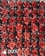 105pcs Echeveria Rubin Seedlings