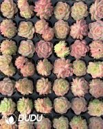 105pcs Echeveria Pandora Seedlings