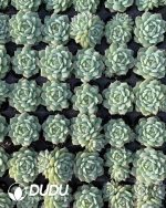 105pcs Echeveria Jingye Seedlings