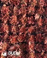 105pcs Echeveria Floriana Seedlings
