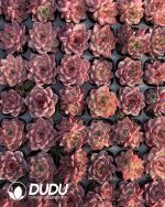 105pcs Echeveria Night Seedlings