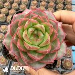 Echeveria Elsa Rose