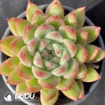 Echeveria Ice Mountain