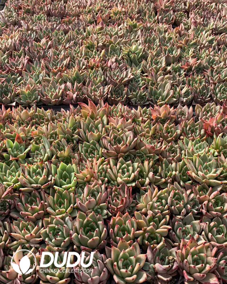 e201-1111.jpg 105pcs Echeveria Halloween Seedlings - Image 1