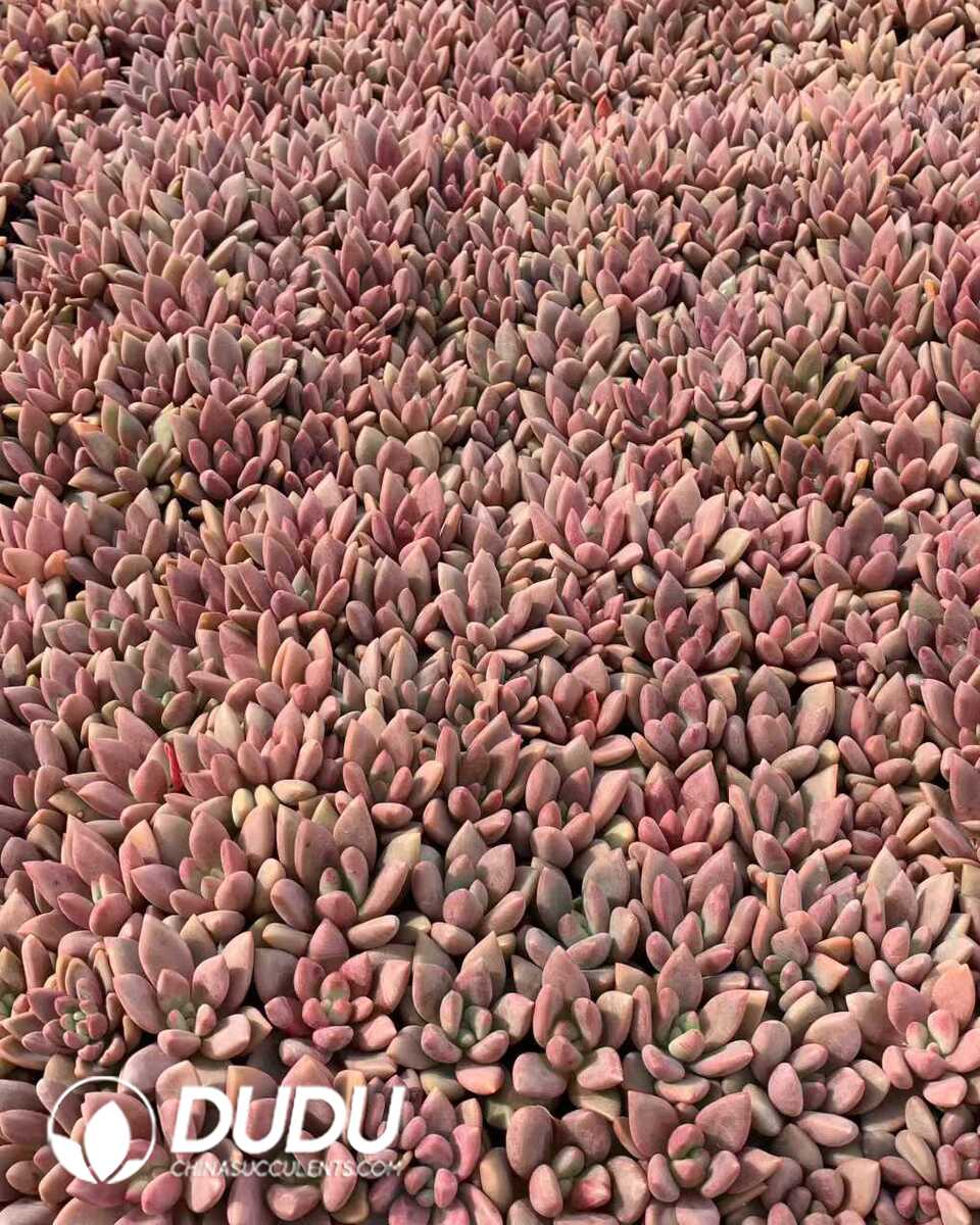 e201-1113.jpg 105pcs Echeveria Peach Blossom Seedlings - Image 1