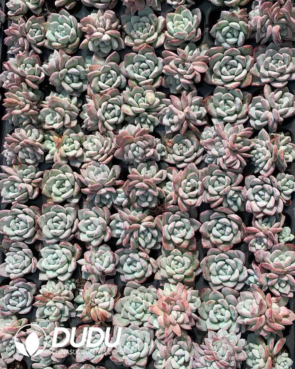 e201-1114.jpg 105pcs Echeveria Werther Seedlings - Image 1