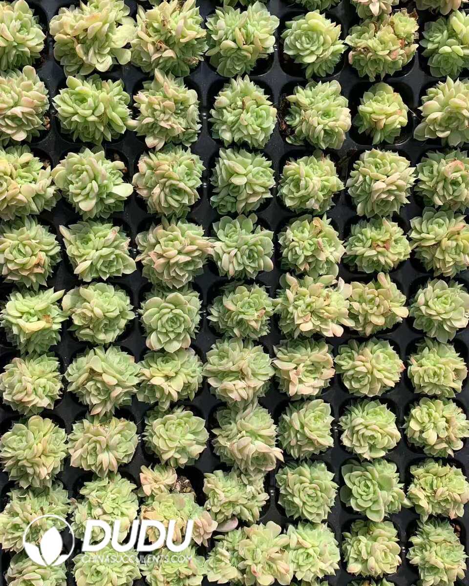 e201-1115.jpg 105pcs Echeveria Edulis Seedlings - Image 1