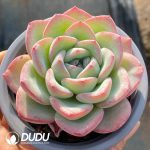 Echeveria Sensation