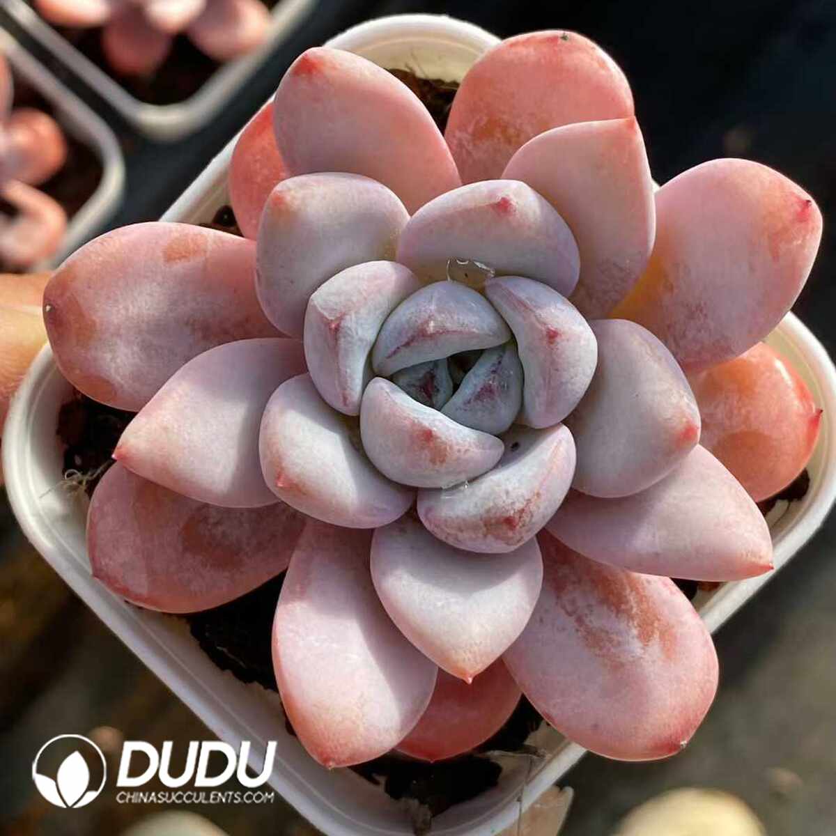 e201-1128.jpg Echeveria Star Snow - Image 1