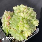 Echeveria Green Diamond Malgan