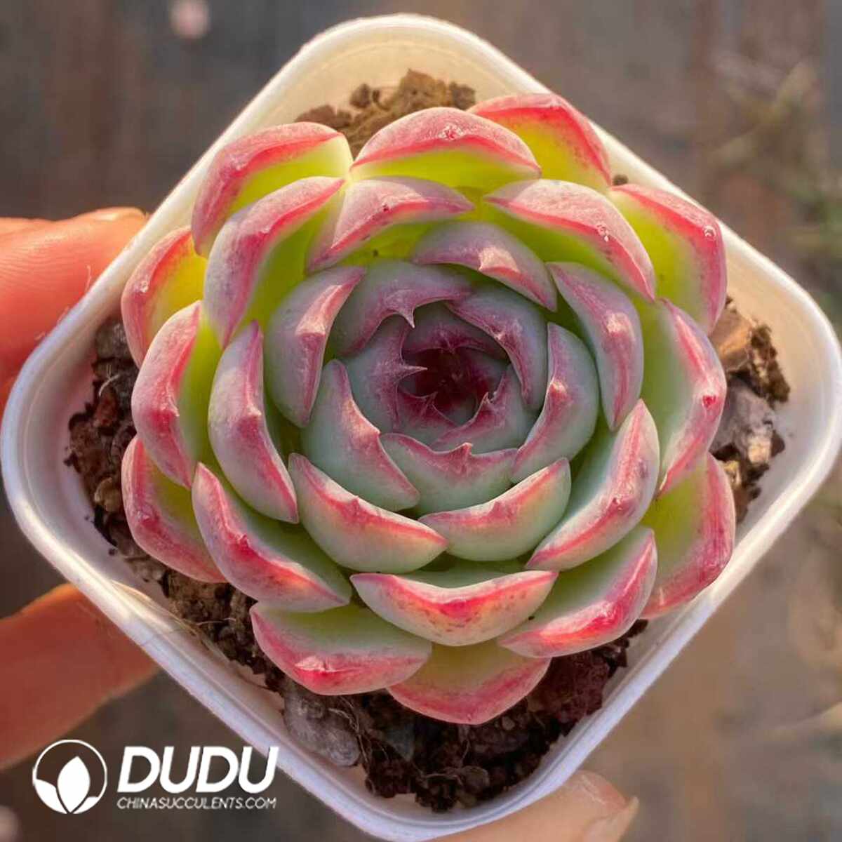 e201-1132.jpg Echeveria Soul Fairy - Image 1