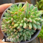 Echeveria Oracle bone Clustering