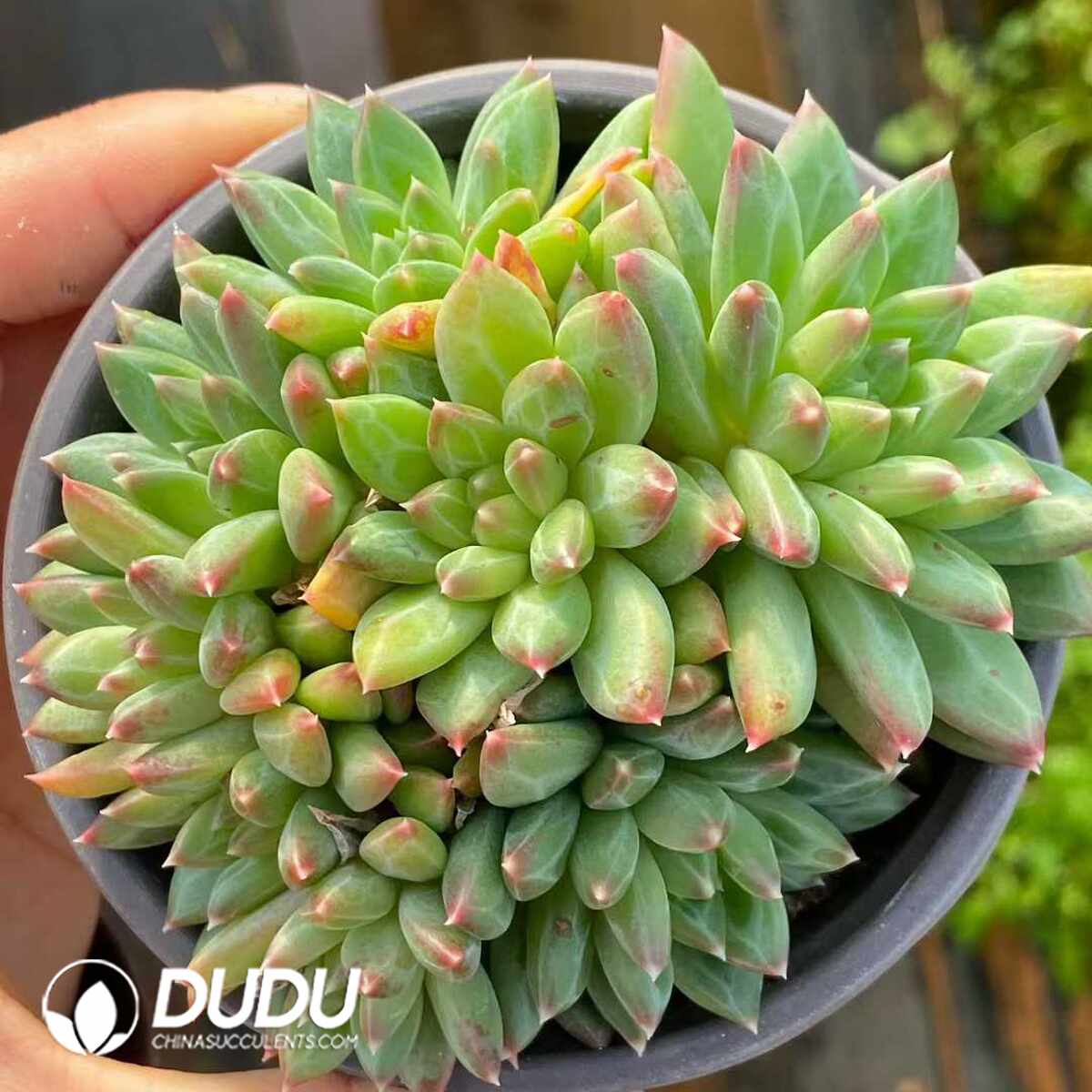 e201-1134.jpg Echeveria Oracle bone Clustering - Image 1