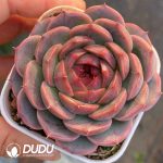 Echeveria Ghost