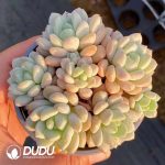 Echeveria Jade Ruyi Clustering