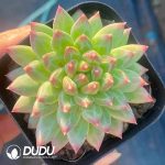 Echeveria Oracle bone