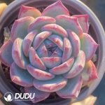 Echeveria Red Latam