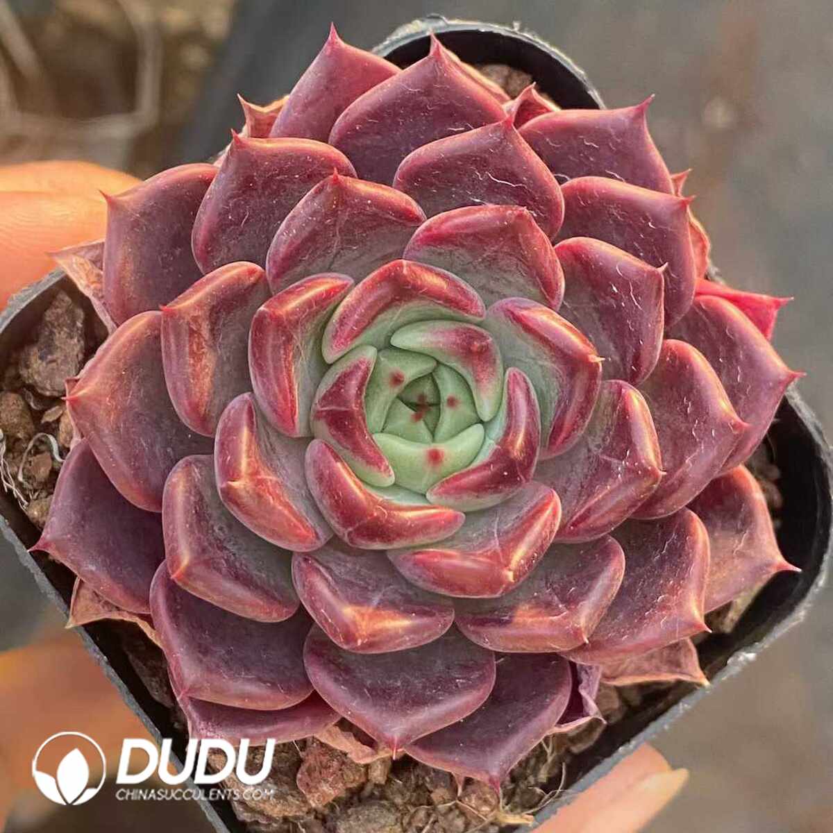 e201-1139.jpg Echeveria Night - Image 1