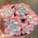 Echeveria Snow Mochi Clustering