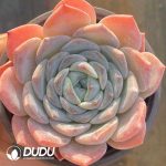 Echeveria Yangshan snow