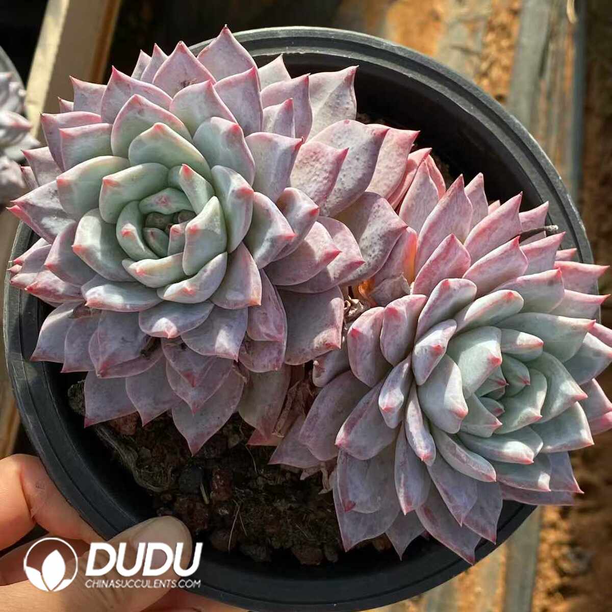 e201-1144.jpg Echeveria Blue bird Double Heads - Image 1