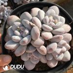 Pachyveria Perfume Clustering