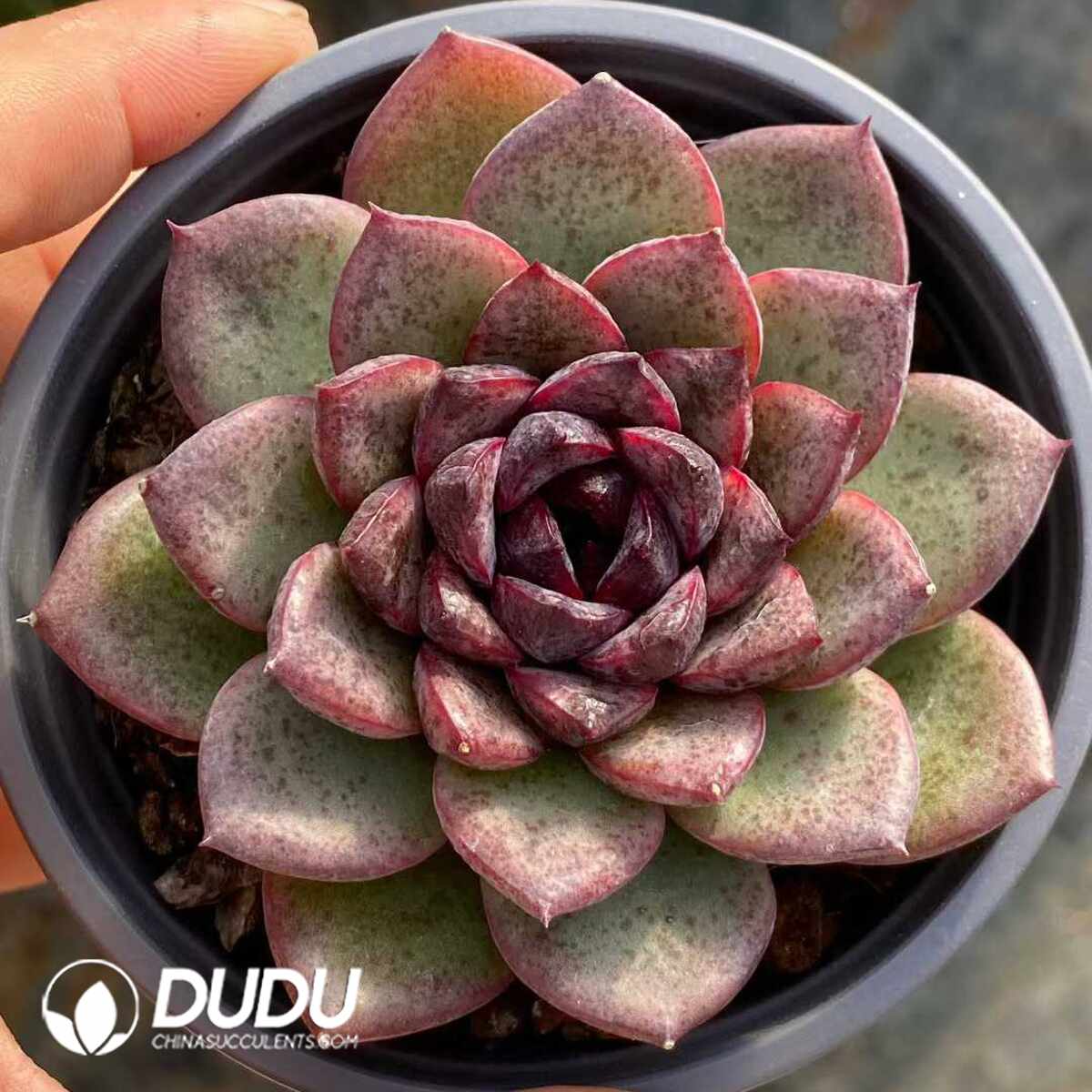 e201-1146.jpg Echeveria Black Crystal - Image 1