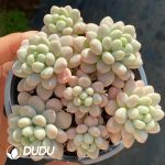 Graptopetalum Rococo Clustering