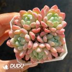 Echeveria Jade Ring Clustering