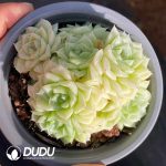 Echeveria White Swan Clustering