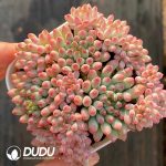 Echeveria Firework Clustering