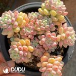 Sedum Clavatum Clustering
