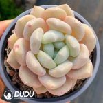 Echeveria Wan Xiang Yu
