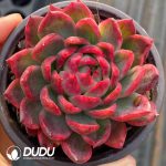 Echeveria Crystal Jenny Variegated