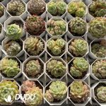 Echeveria Malgan Mix