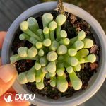 Fenestraria Aurantiaca