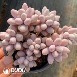 Pachyphytum Egg Finger Cluster