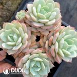 Echeveria Love Song Cluster