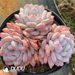 Echeveria Orange Monroe Cluster