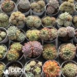 Echeveria Beauty Clustering