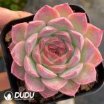 Echeveria Dream Nebula