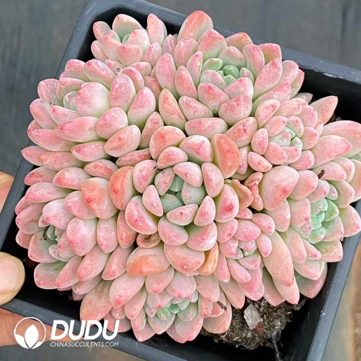 e201-1171.jpg Echeveria Yuhuan Clustering - Image 1