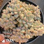 Echeveria Ivory Clustering