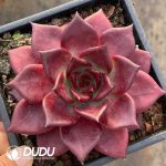 Echeveria Robin