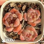 Echeveria Bright Mirror Clustering