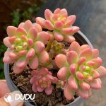 Sedum Shangri-La Clustering