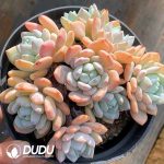 Echeveria Laui X Clacatum Clustering