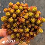 Sedum Berries