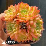 Echeveria Glitter Clustering